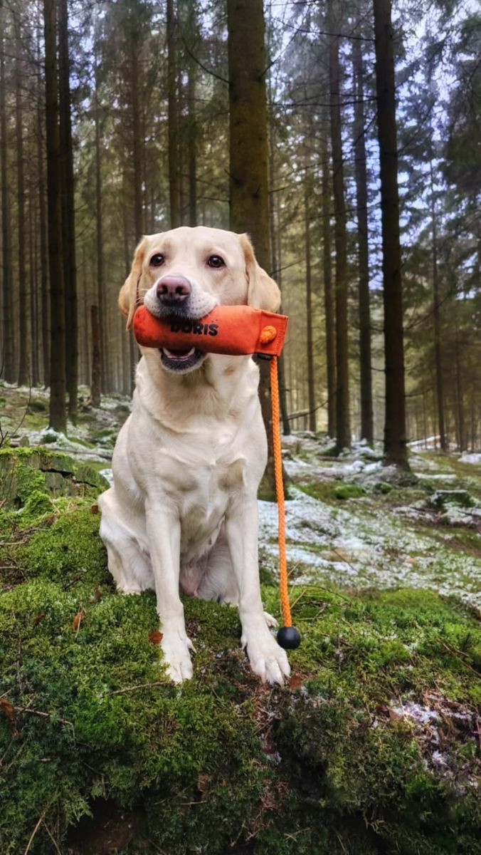 Labrador retriever · 2025-11-29 · ätran · Vagndalas