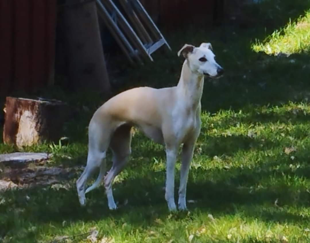 Obelix' miss mystique