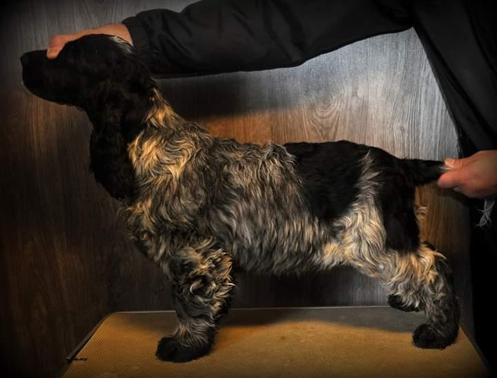 Cocker Spaniel