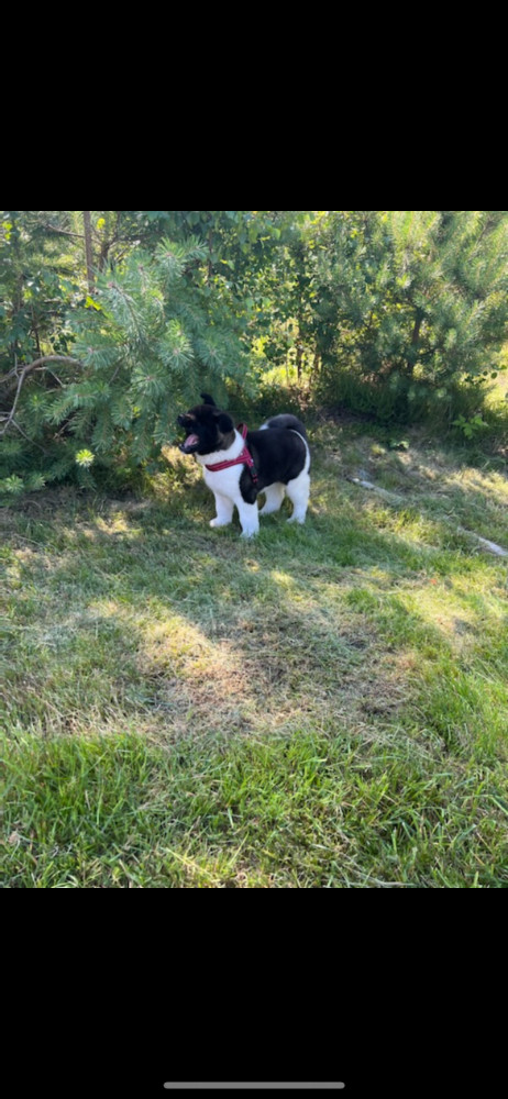 Huses Akita