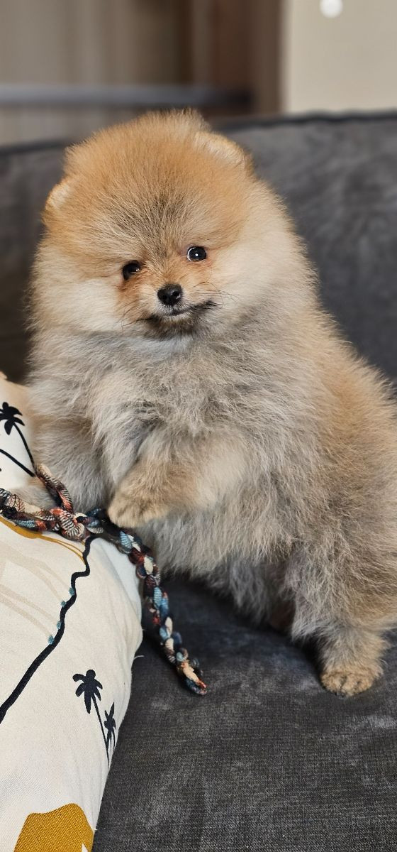 Pomeranian