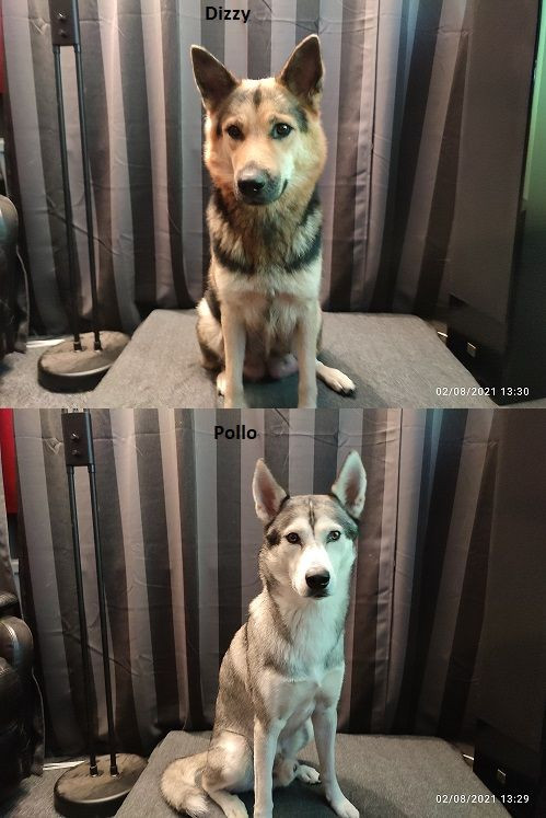 Husky/Schäfer/Akita mix