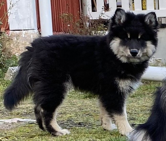 Lappliisa