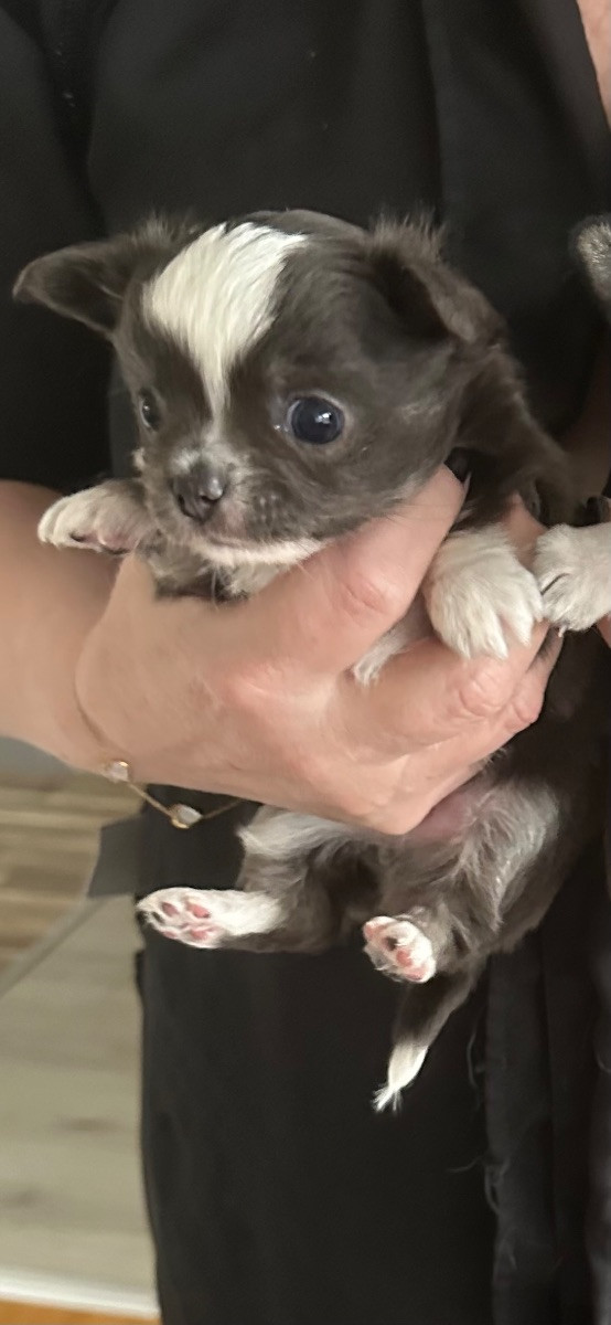 Chihuahua