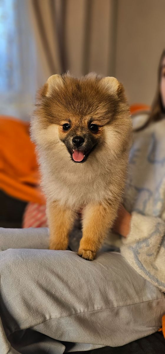 Pomeranian · 2025-08-23 · Enköping · Pomsik Rakaaig