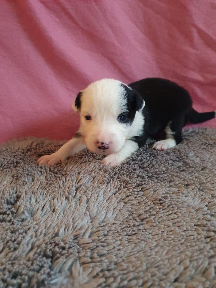 Border collie