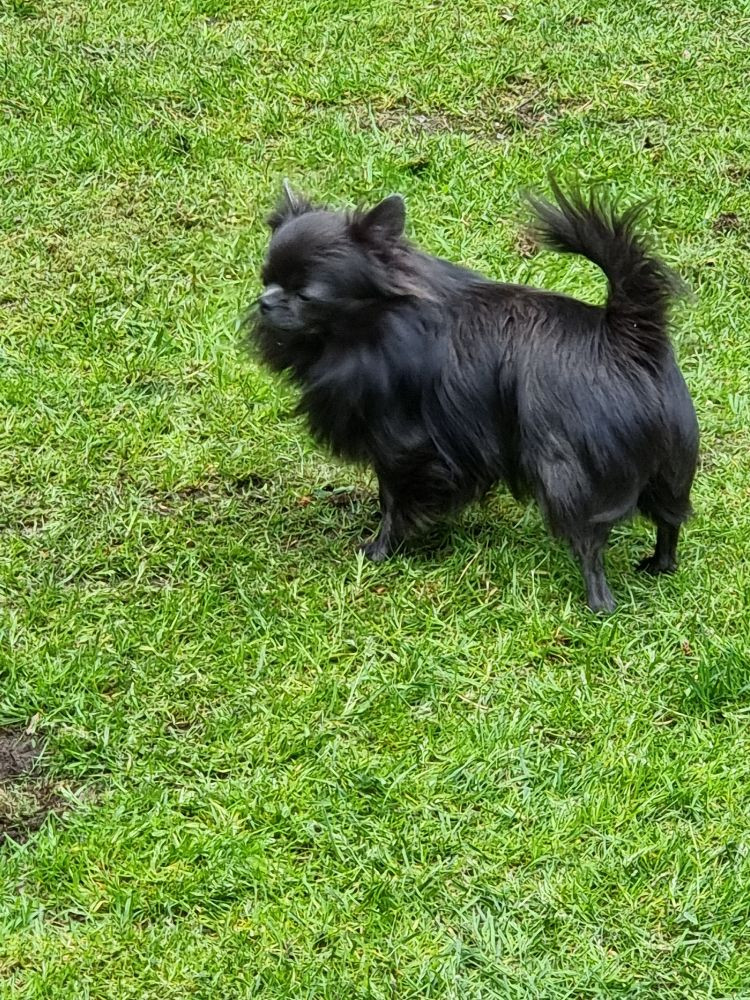Chihuahua