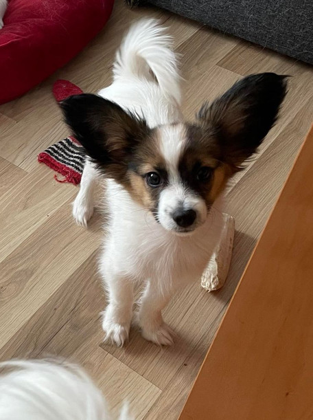Papillon