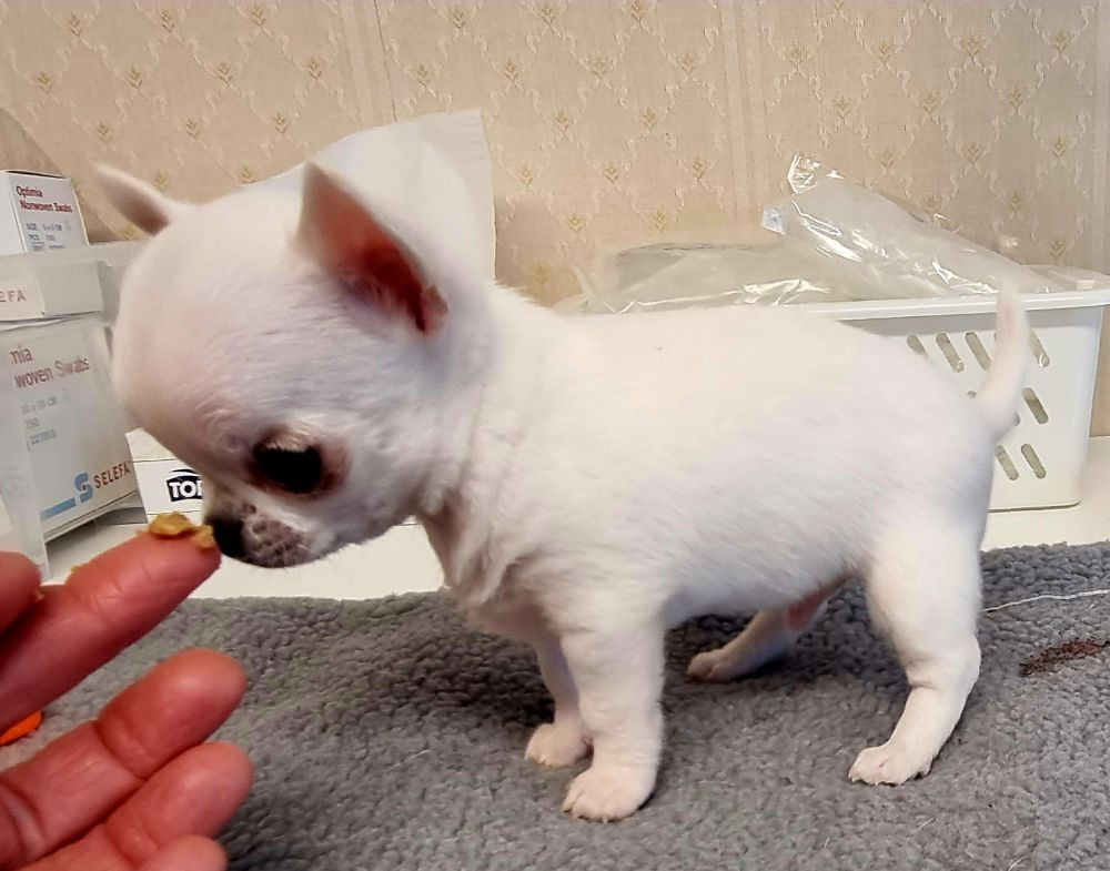 Chihuahua