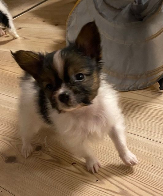 Papillon