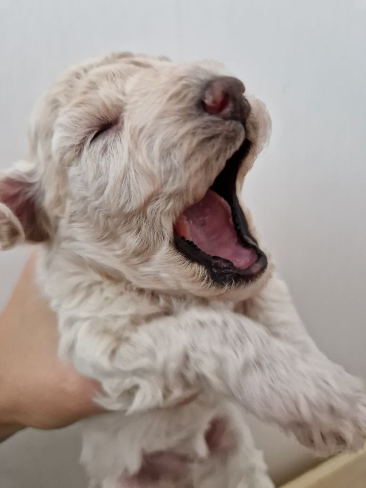 Maltipoo