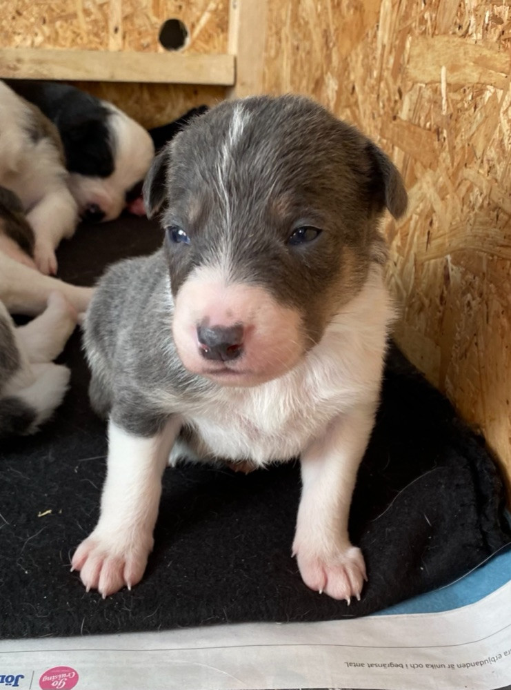 Border collie