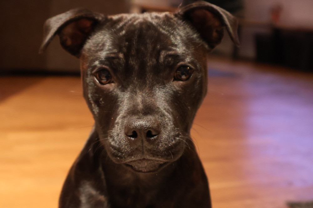 Staffordshire Bull Terrier