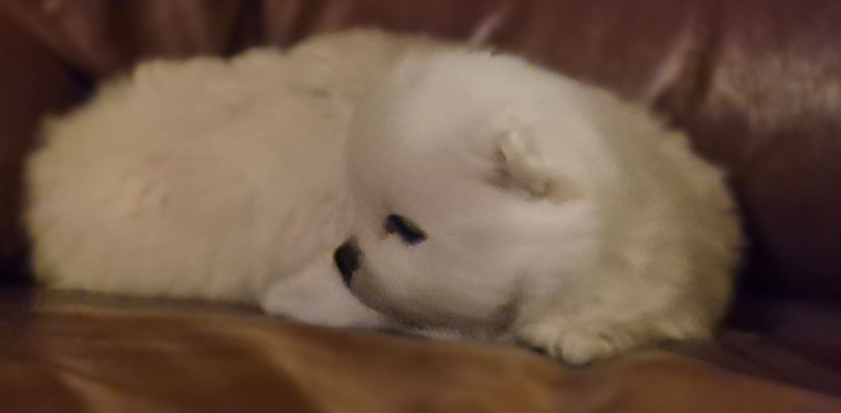 Pomeranian · 2025-11-22 · Annerstad · Viktoria L.