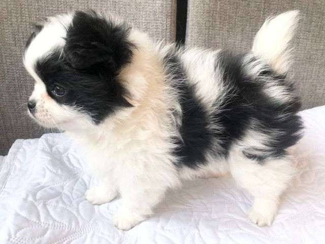 Pomeranian och chihuahua