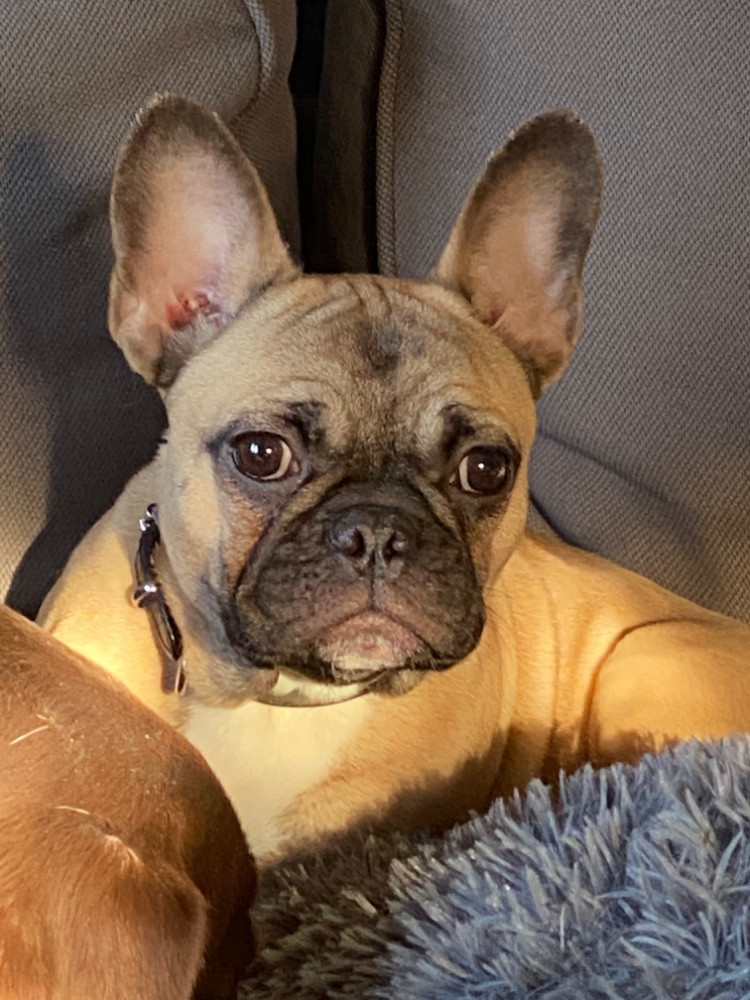 French Bulldog