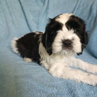 1 år gammal Blandras: Cocker spaniel + Cavapoo säljs av Carina från ...
