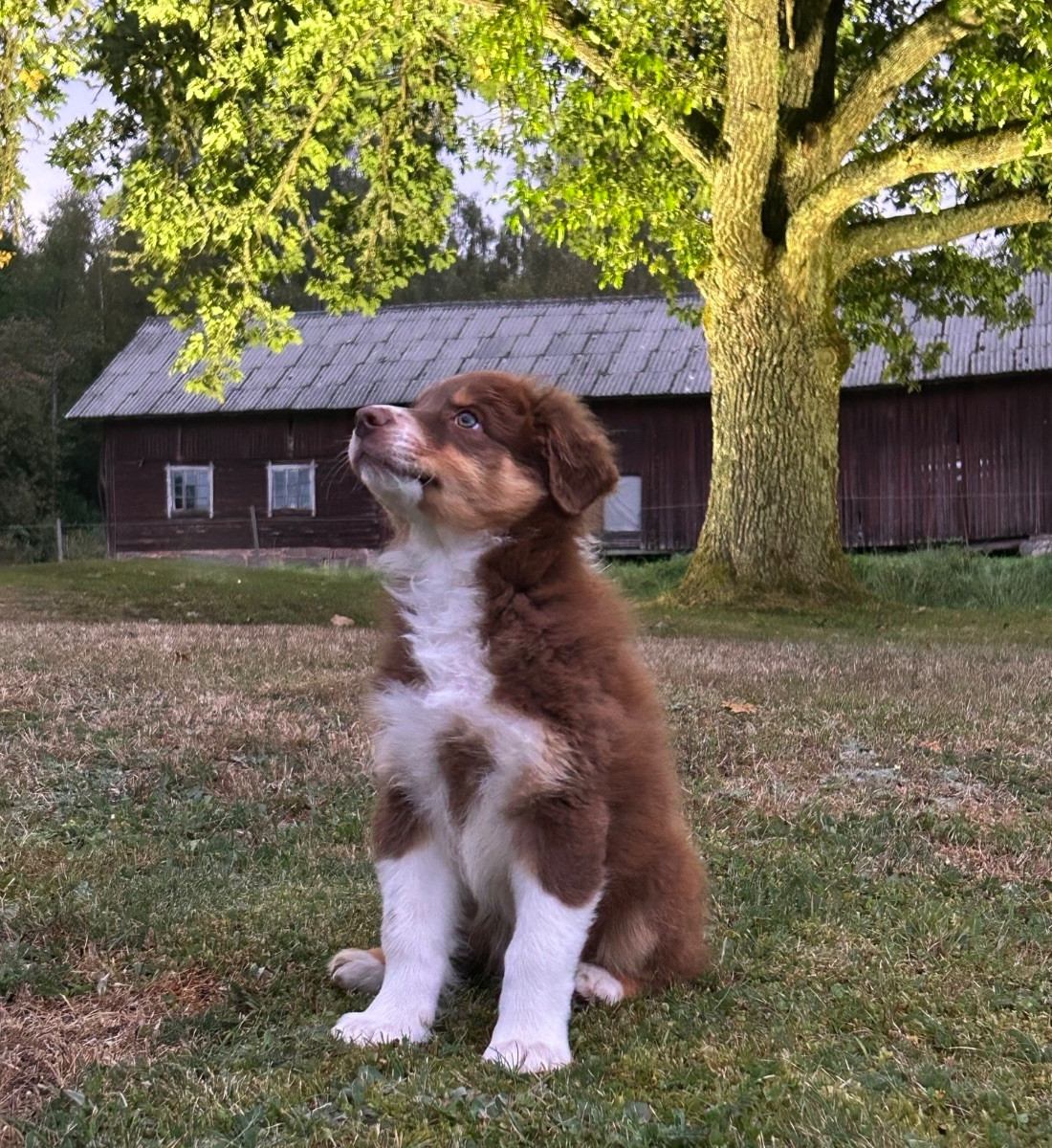Meldans Aussie