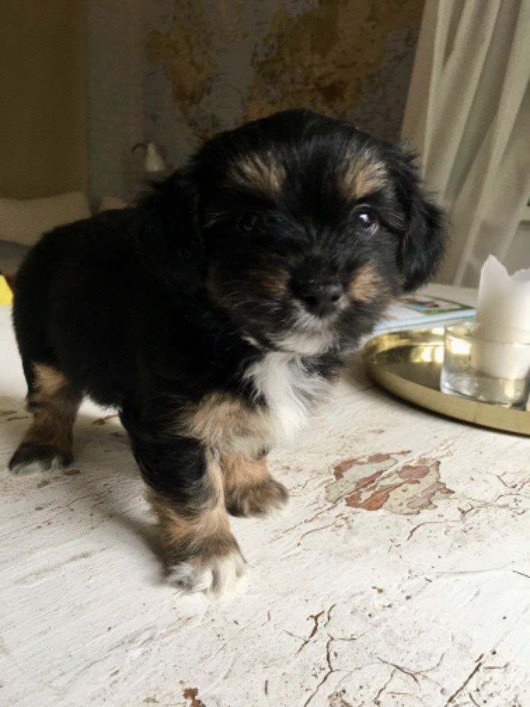 Bichon Havanais/Lhasa Apso