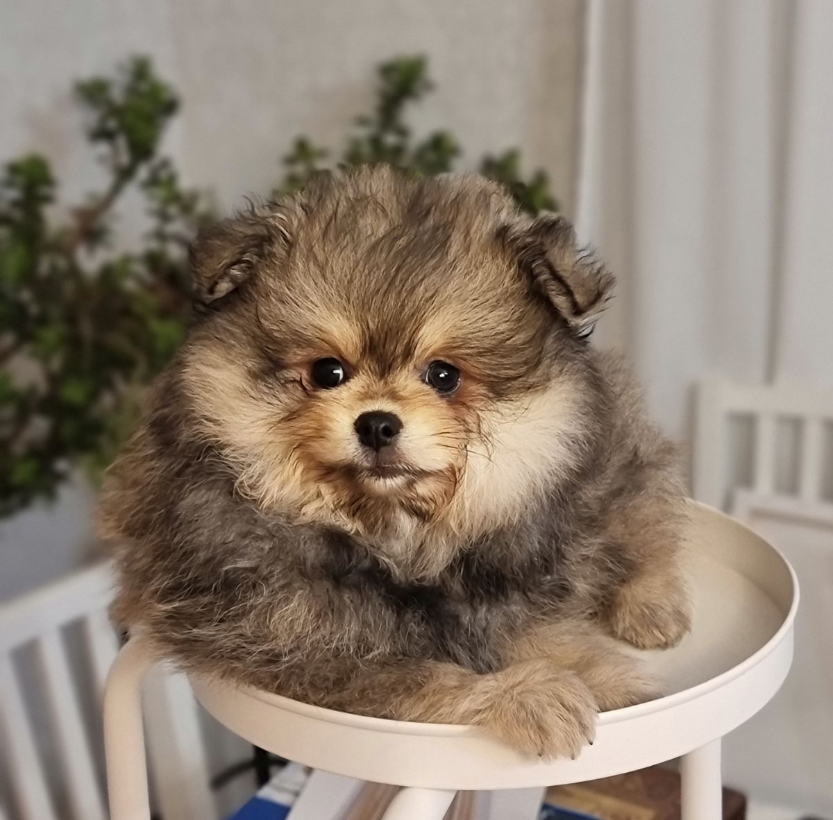 Pomeranian