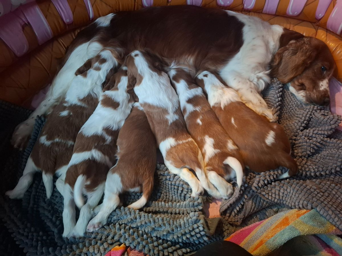 Welsh Springer Spaniel