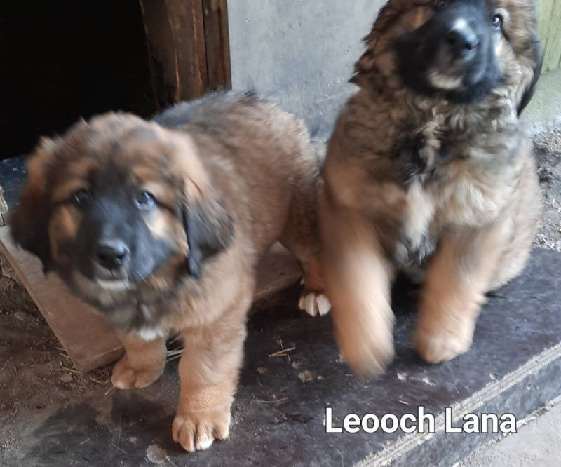 Bernersennen/Leonberger
