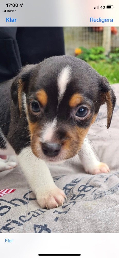 Dansk-svensk gårdhund