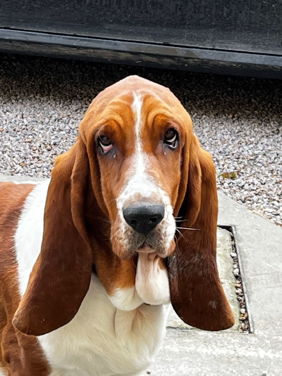 Basset hound