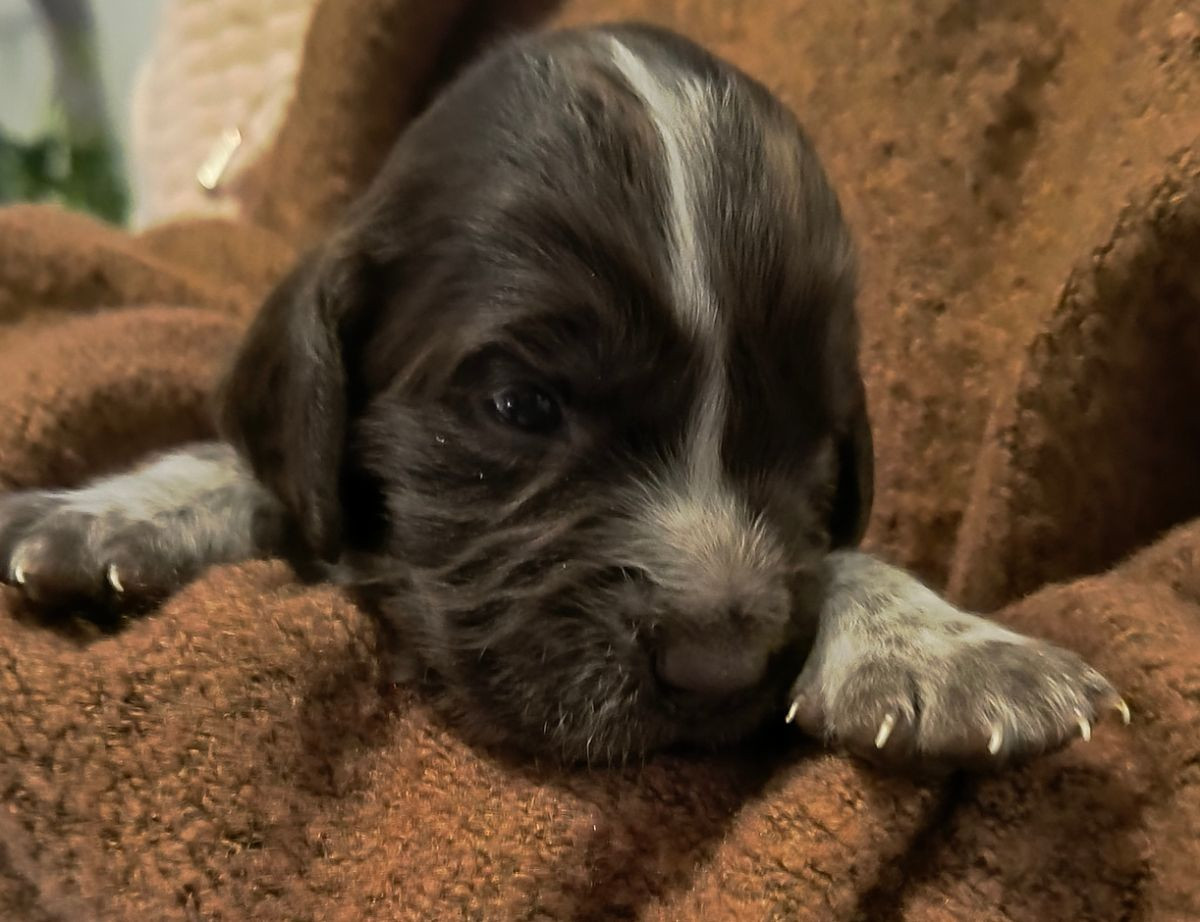 Kleine Münsterländer