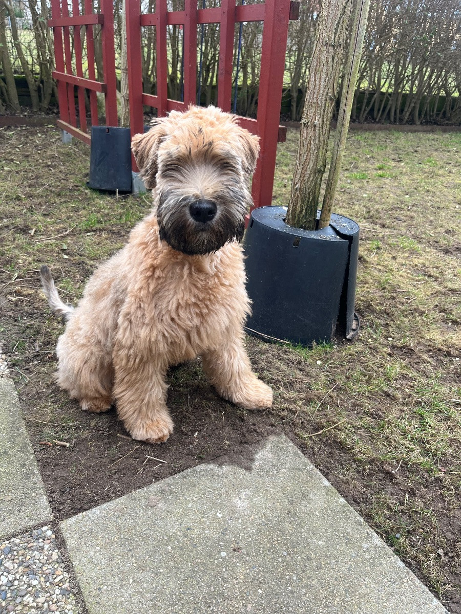 Irish Soft Coated Wheaten Terrier