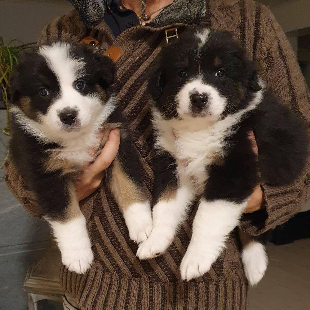 Liian Kennel