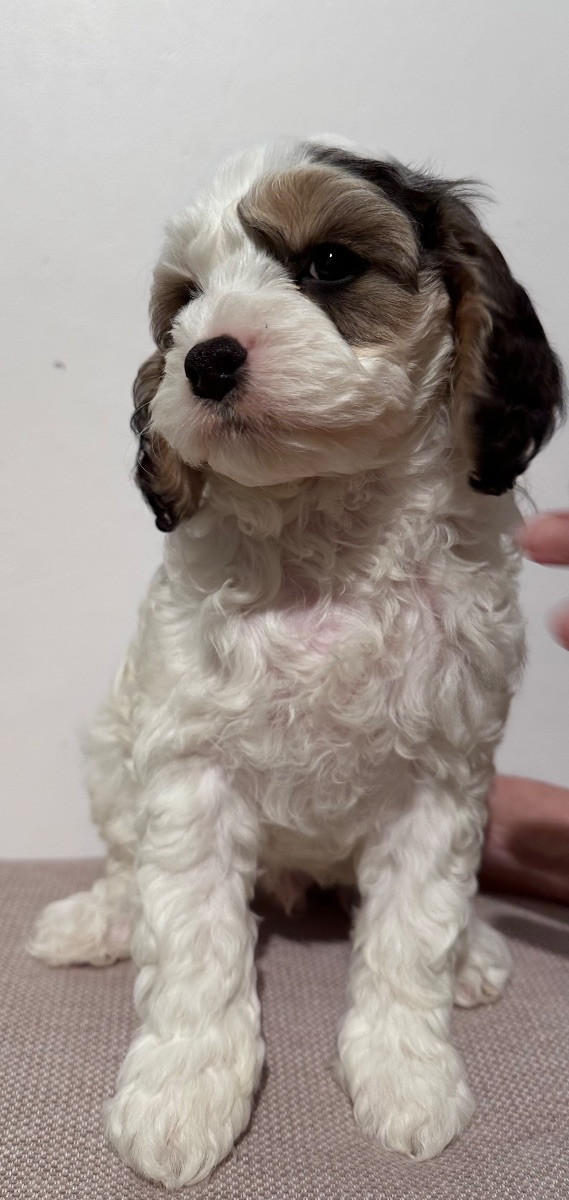 Cavapoo F1