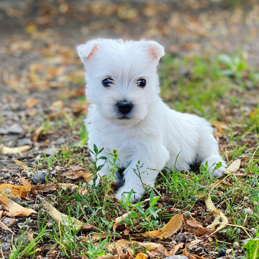 West Highland White Terrier