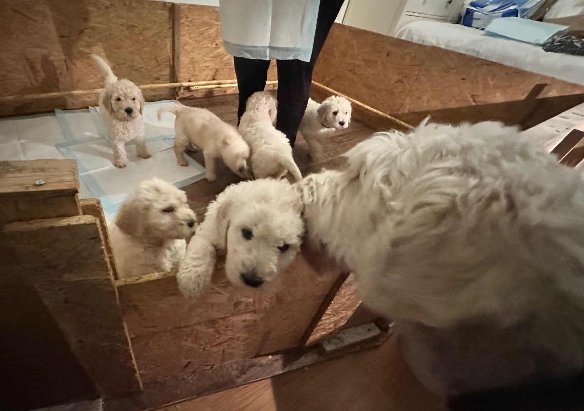 Lugnets kennel
