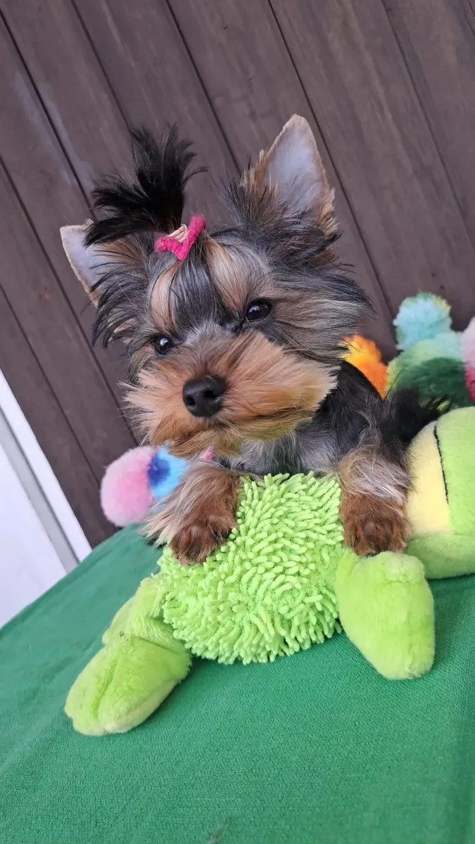 Yorkshireterrier