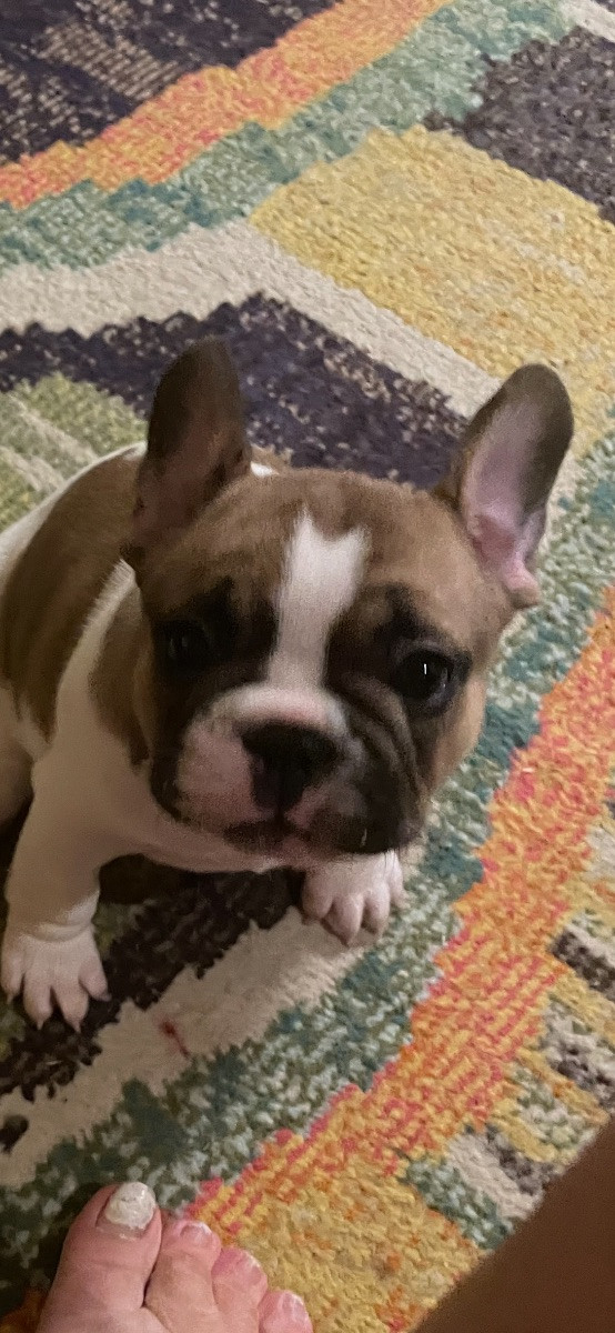 N,Slätternas Frabull