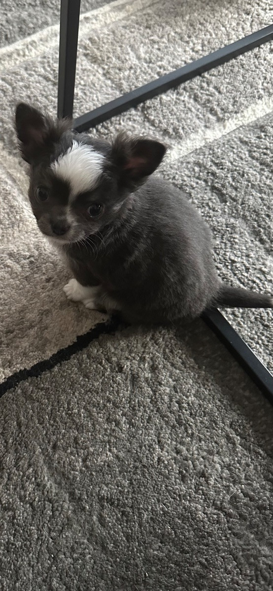 Mini chipette