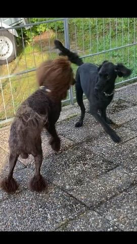 Storpudel, Flatcoated retriever och Golden retriever