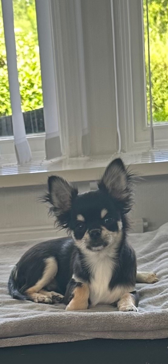 Mini chipette