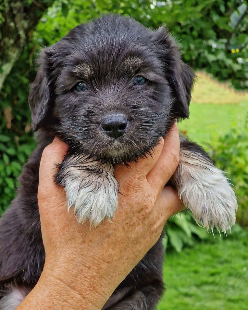 Polish Lowland Sheepdog