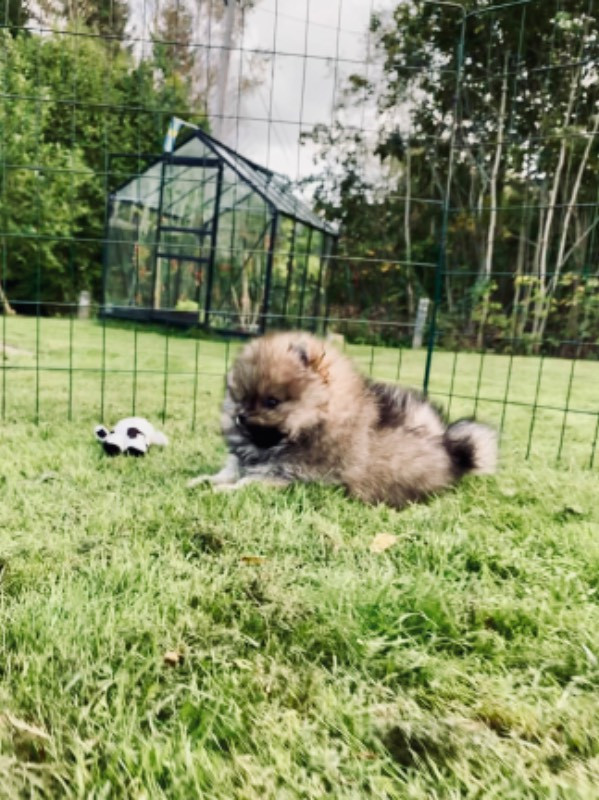 Pomeranian