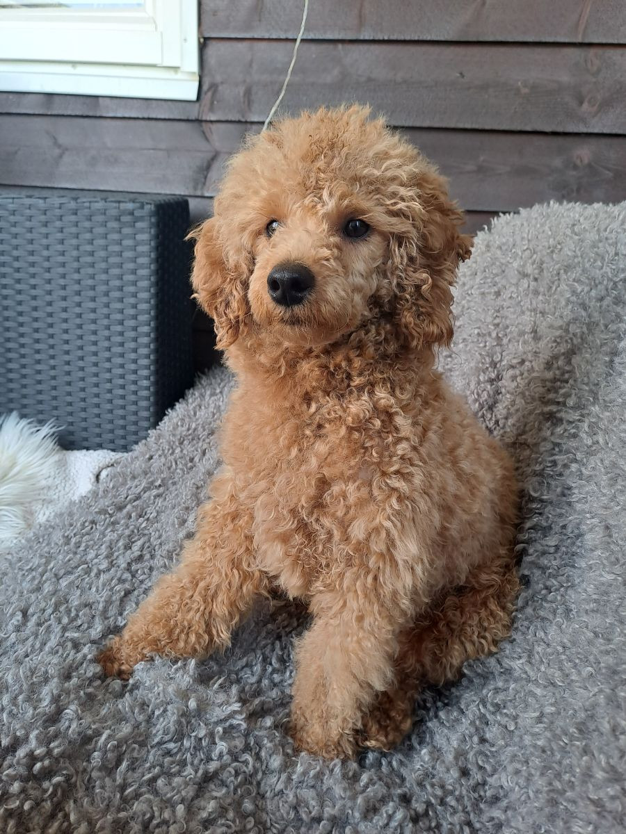 Maltipoo