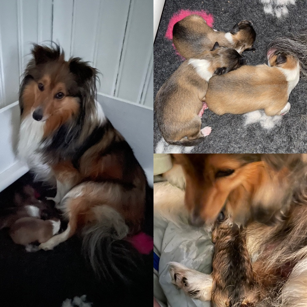 Shetland sheepdog