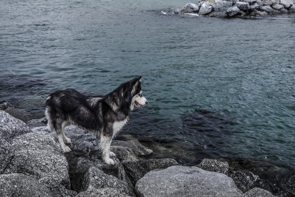 Swim With Your Dog