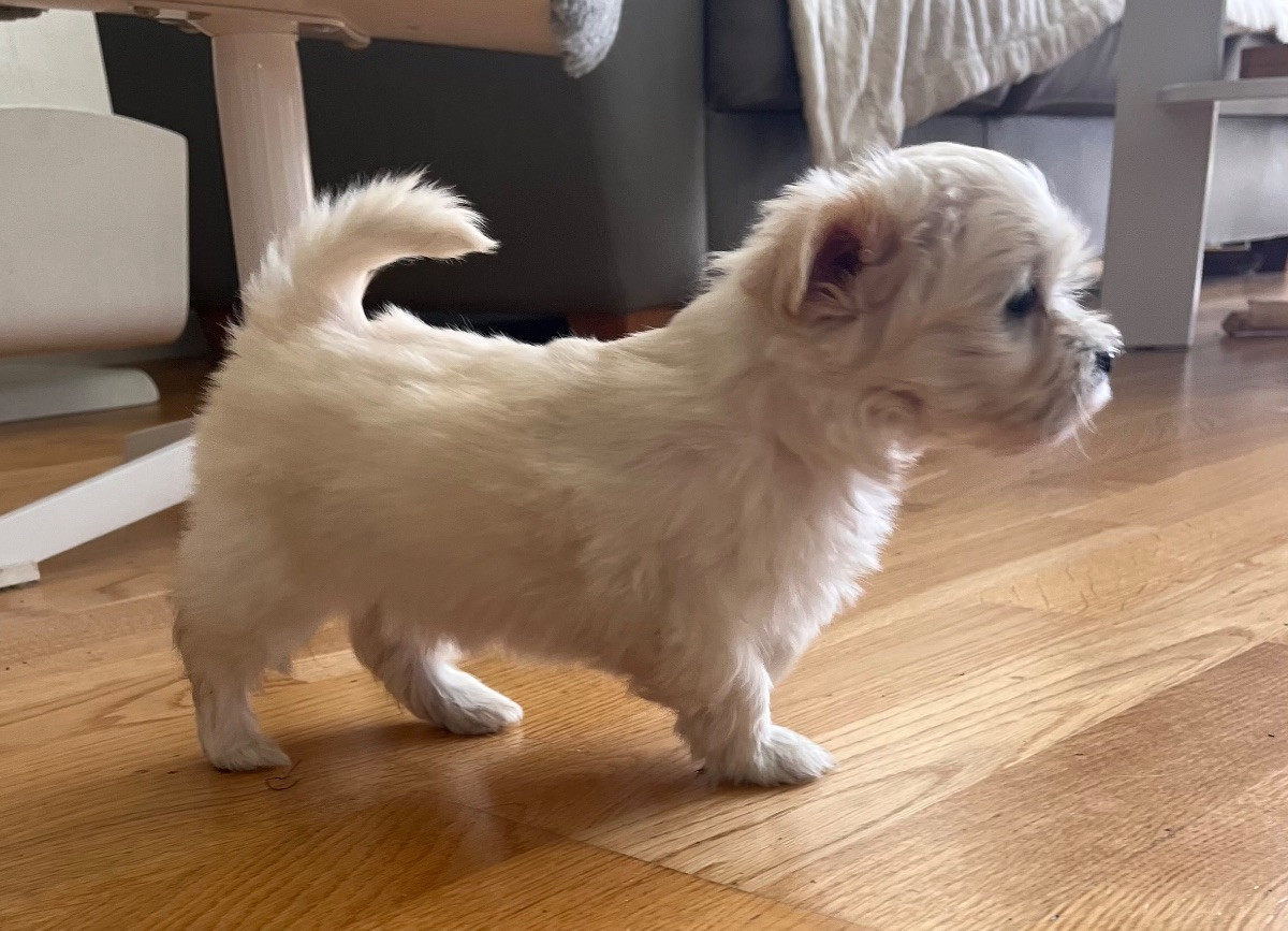 Havanese