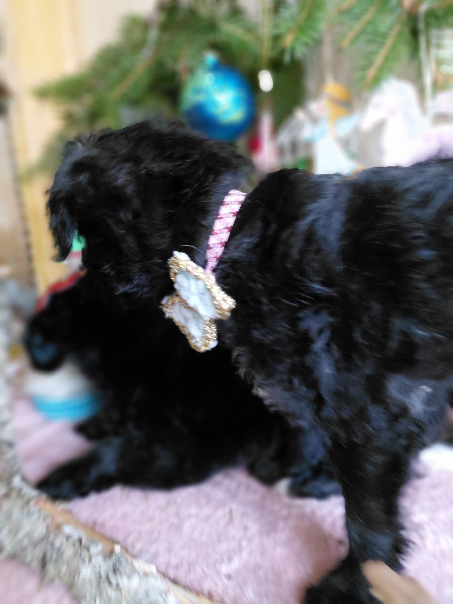 Jackapoo · 2025-10-27 · Sollentuna · Ljudmila P.