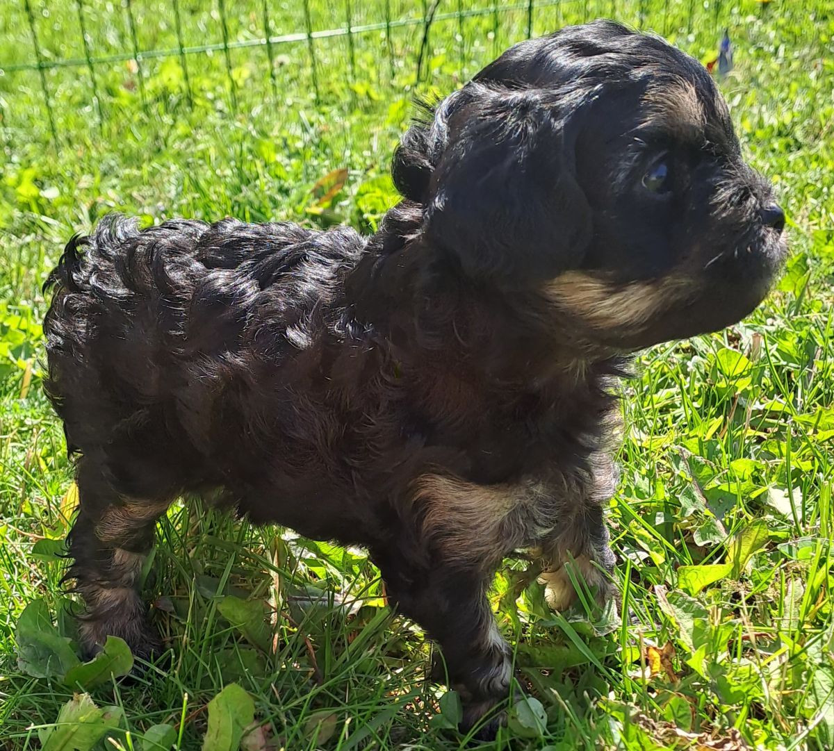 Maltipoo