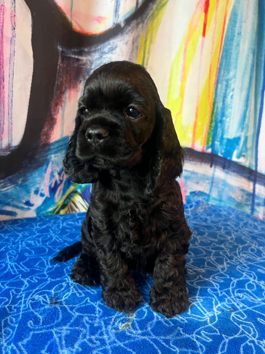 American Cocker Spaniel