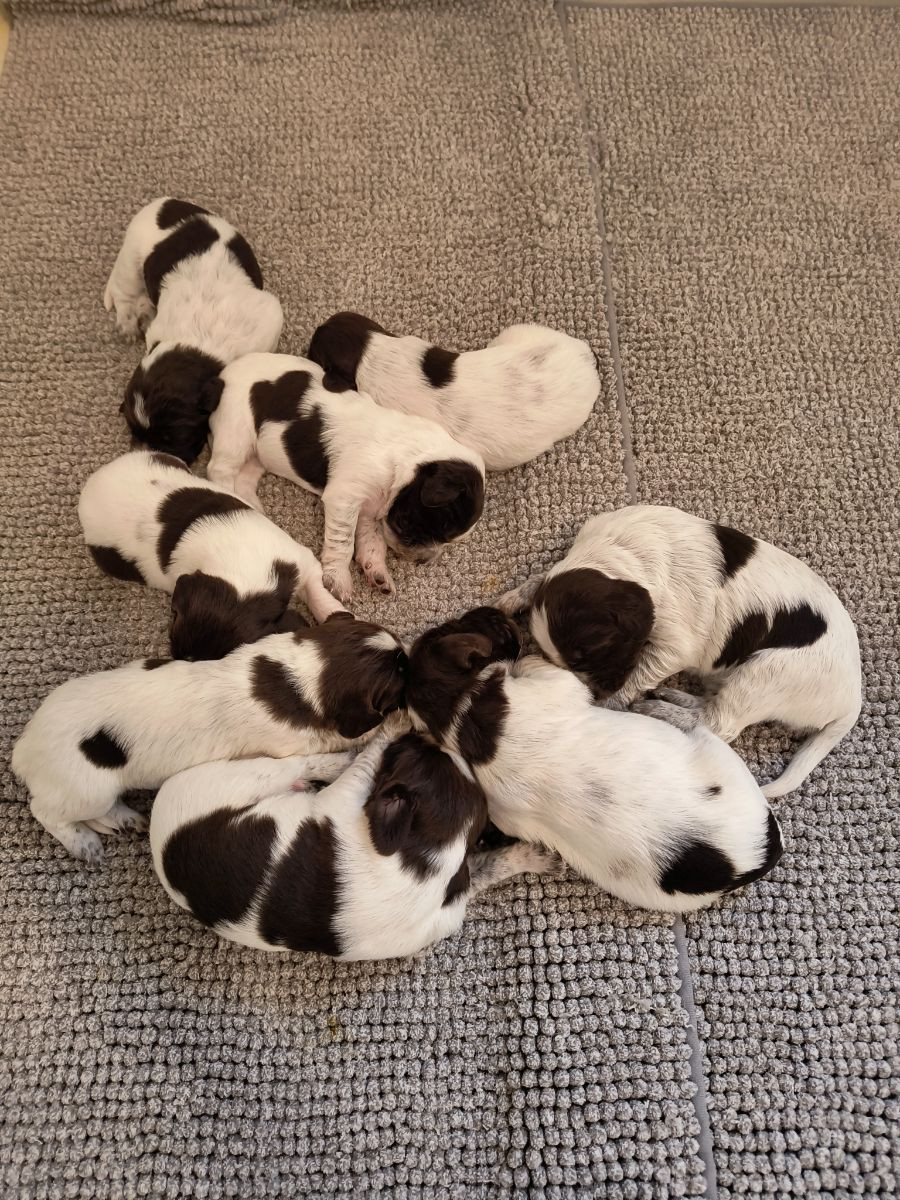 Kleine Münsterländer