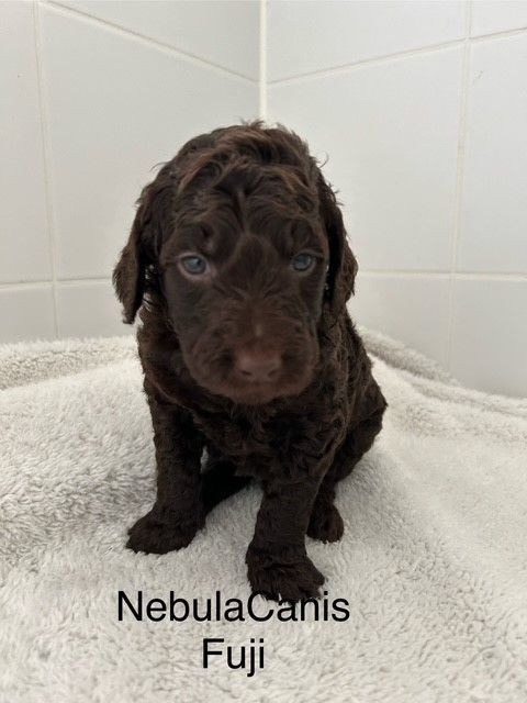 NebulaCanis